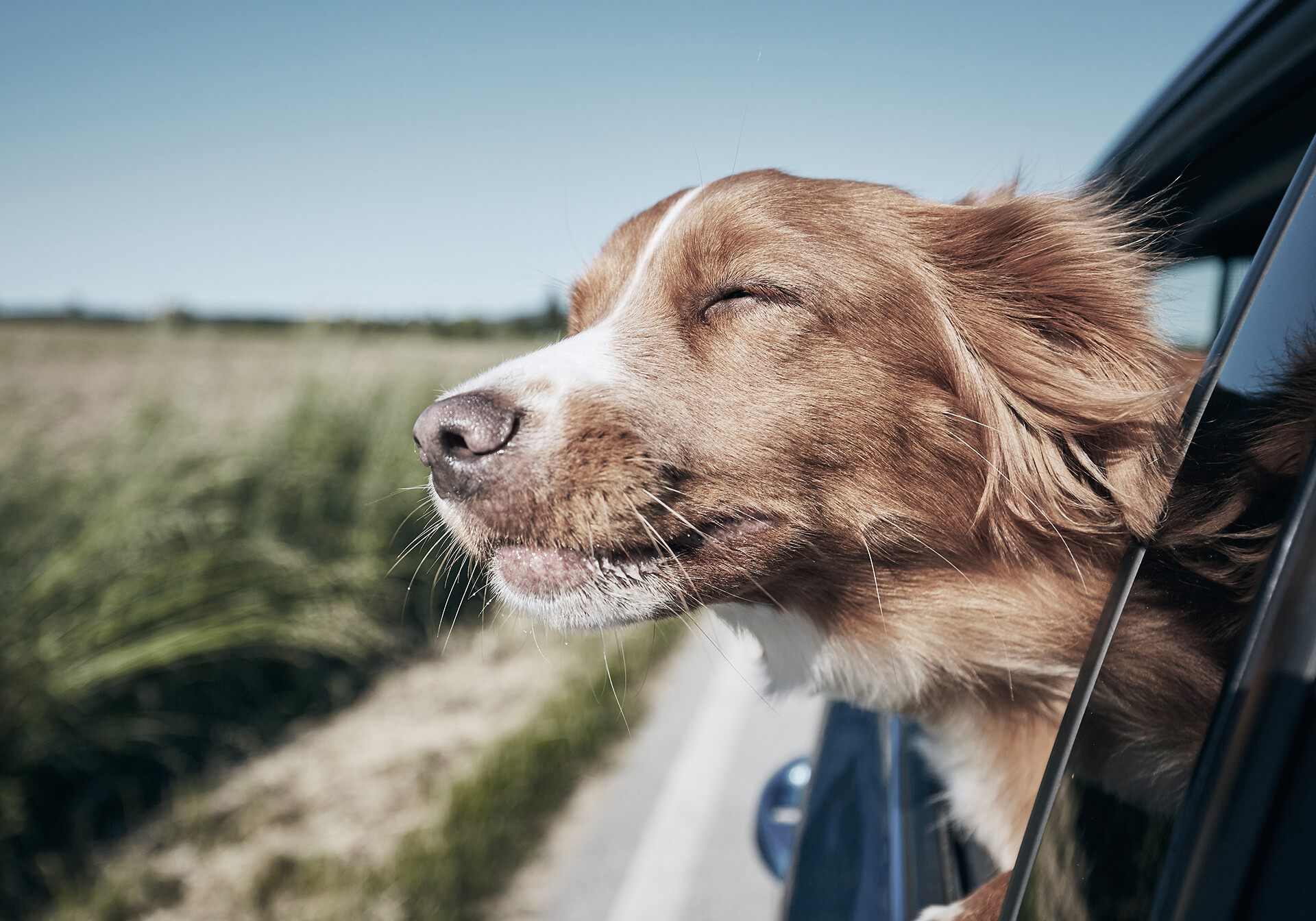 Hund stikker hovedet ud af bilvinduet