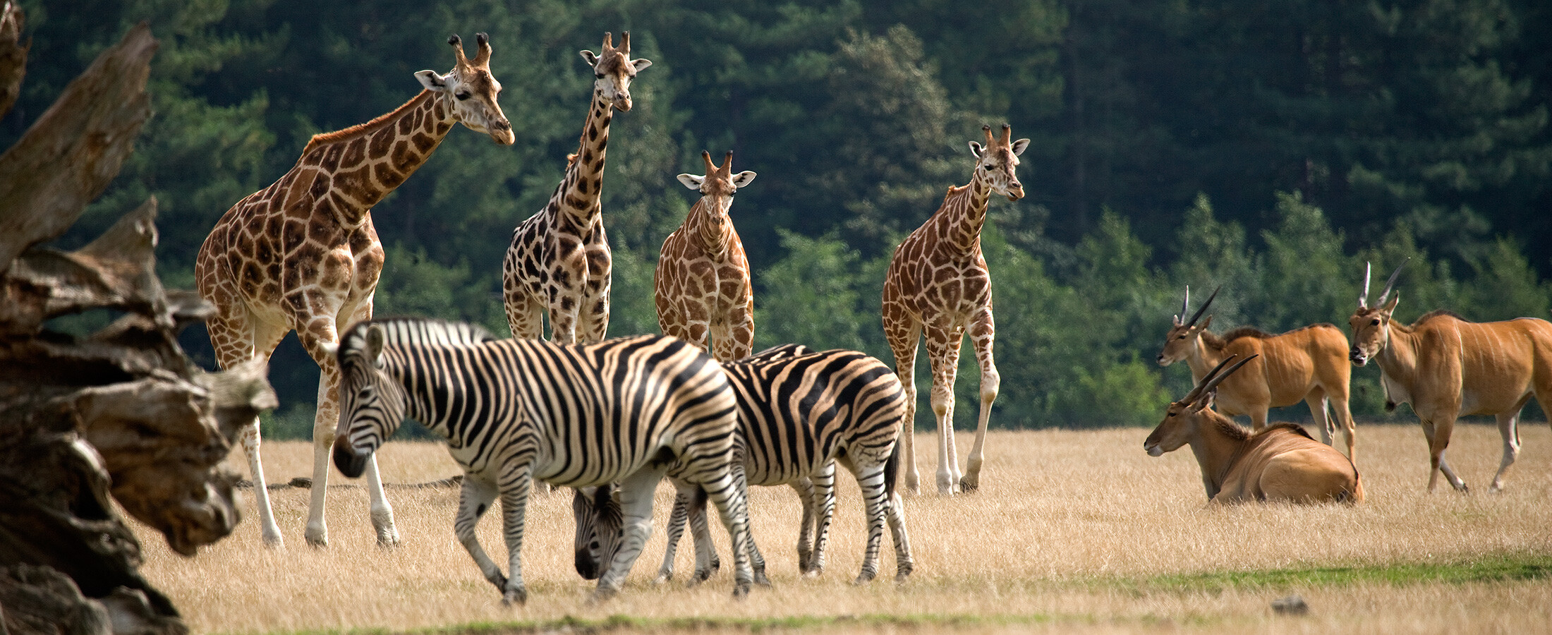Giraffen und Zebras laufen durch Knuthenborg Safaripark in Dänemark