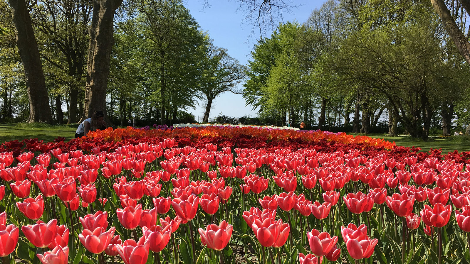 Blumenmeer im Schlosspark