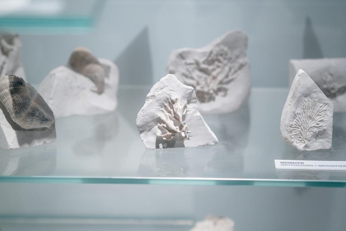 Exponate und Fossilien im Stevns Klint Experience