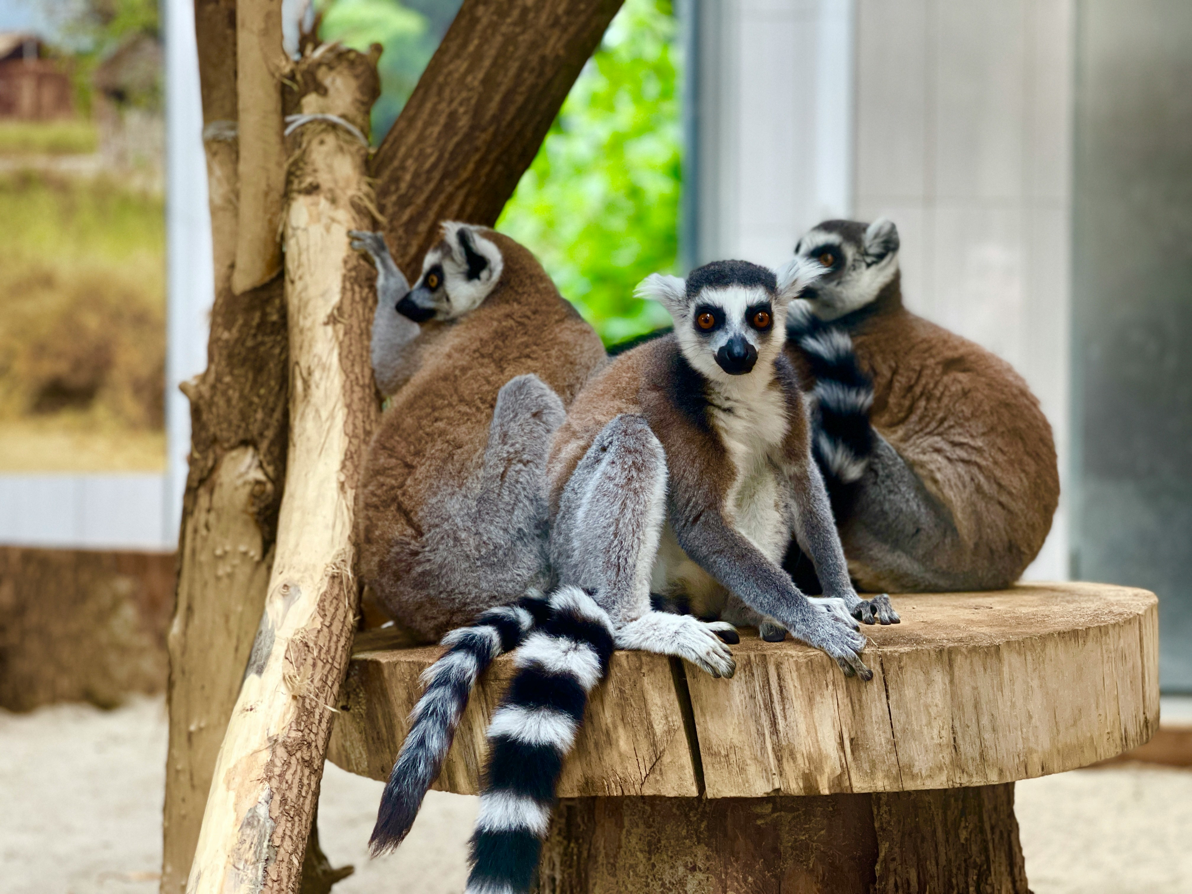 Tropikariet Sweden Zoo