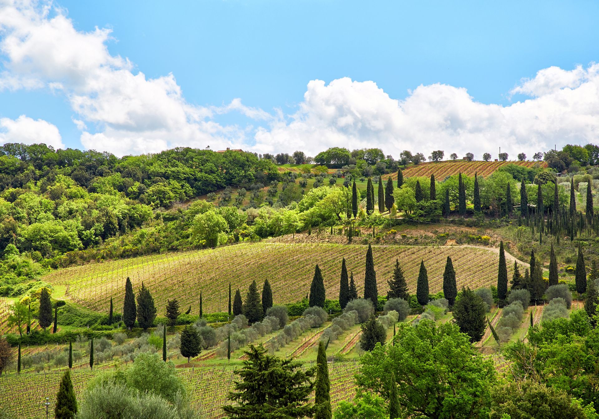 Vinmarker og landskab i Toscana