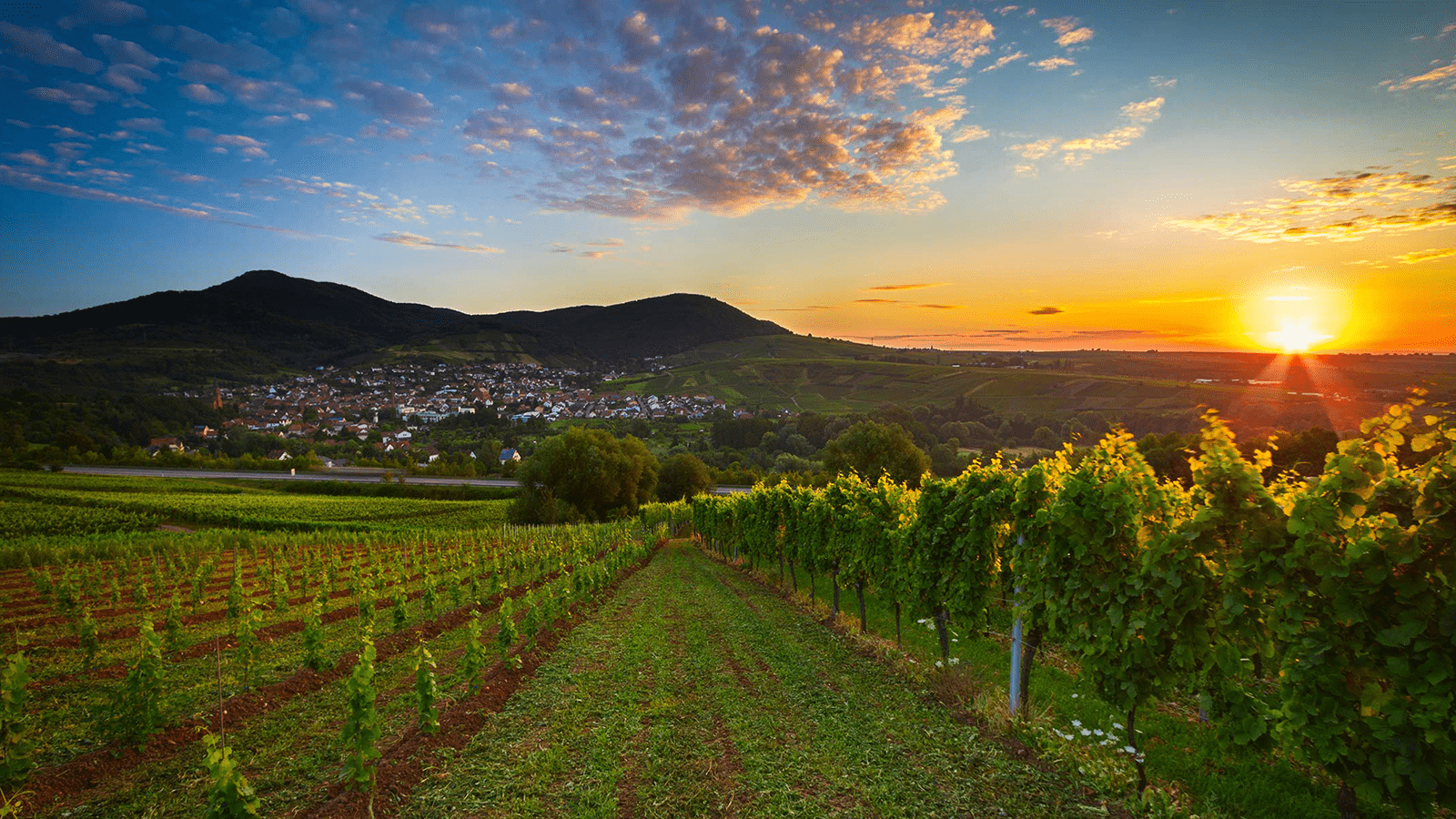 Solnedgang over tysk vinmark