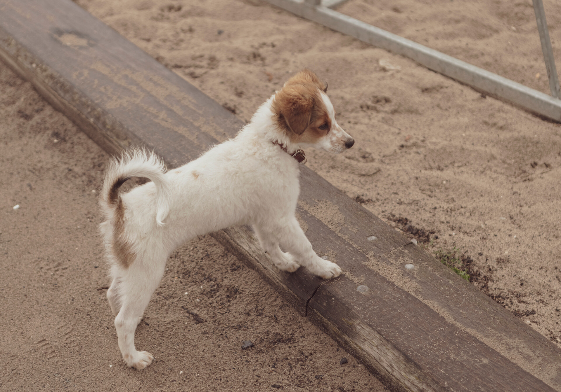 Lille hund på stranden