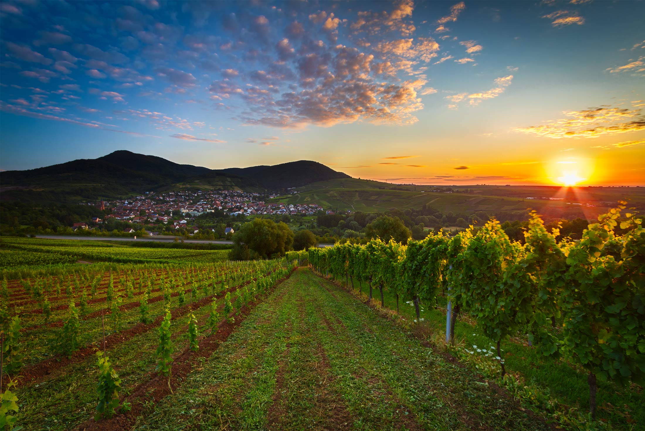 Solnedgang over vinområde i Tyskland
