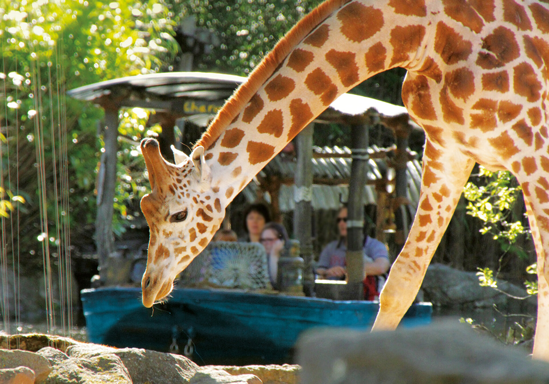 Giraf i Hannover Zoo