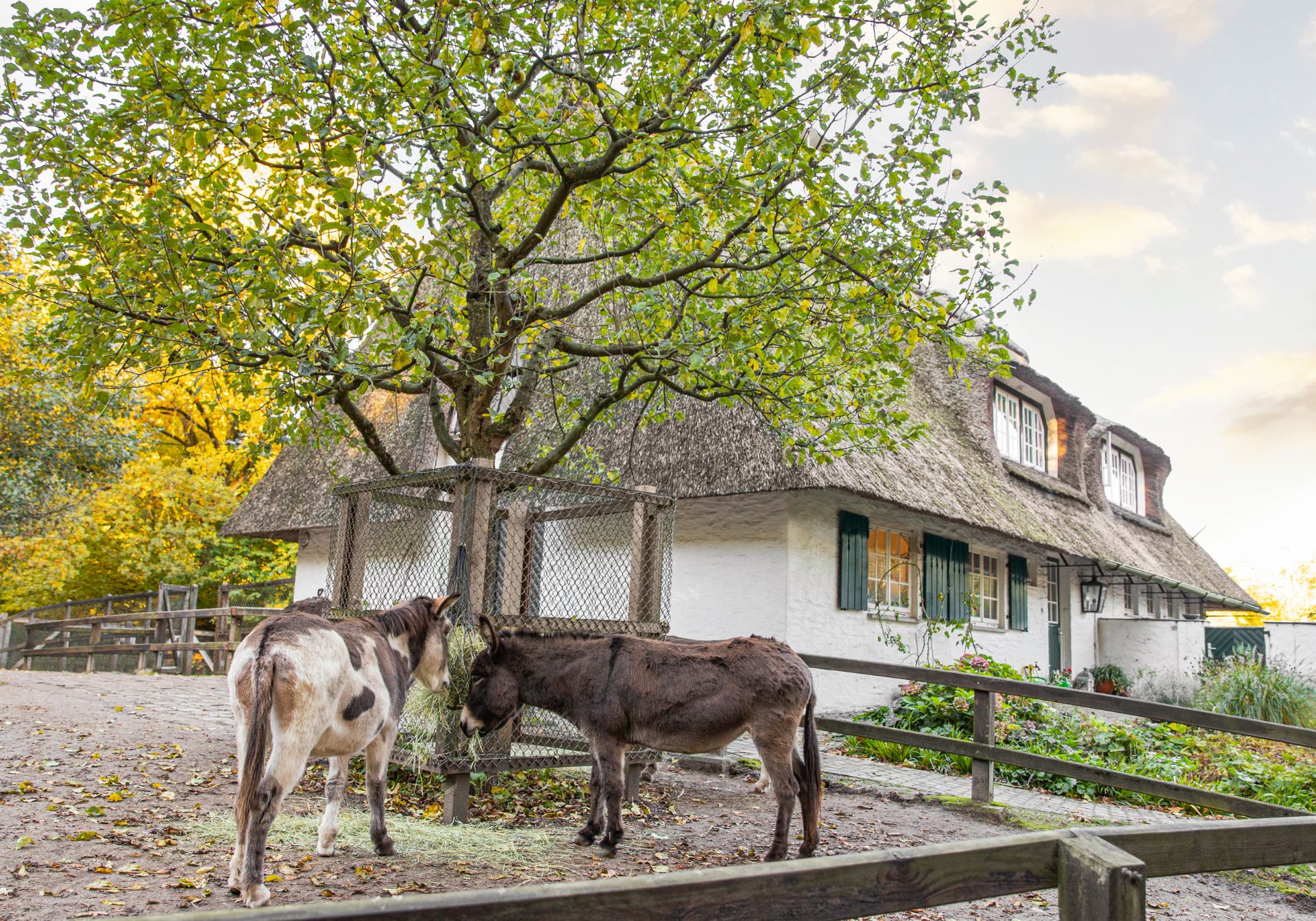 Donkeys in Bremen Bürgerpark